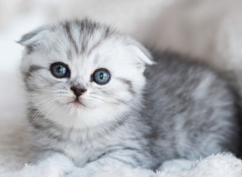 Серебристая шиншилла