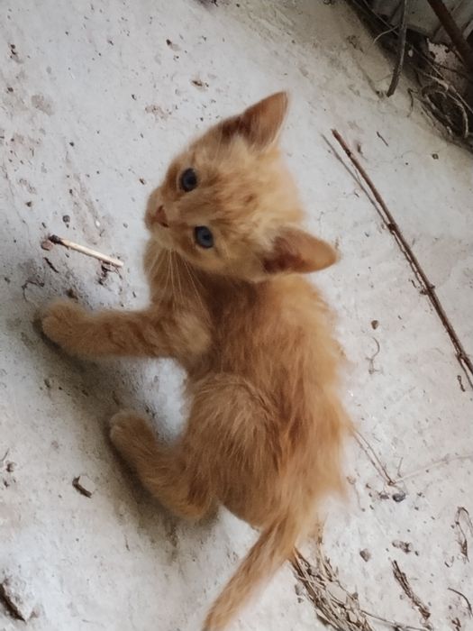 Отдам котят бесплатно