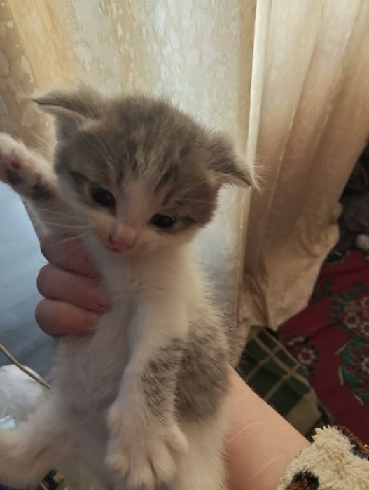 Отдам прехорошеньких котят