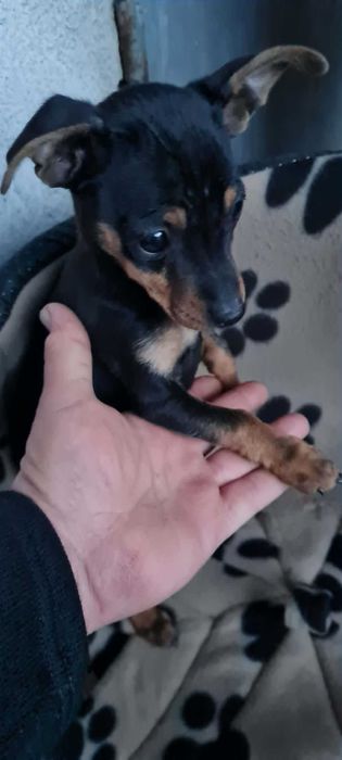 Пинчер женски роден 29.12 има паспорт и 3 ваксини