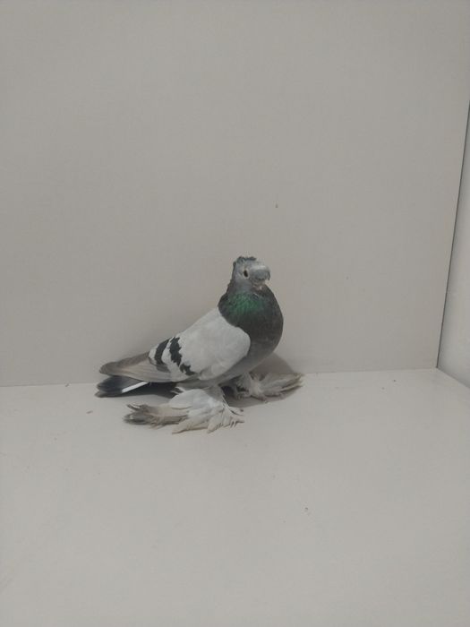 Голубы двухшубые