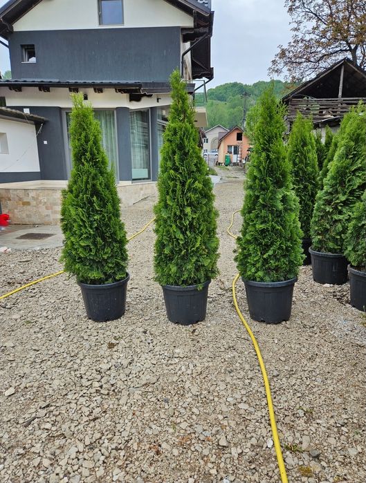 Tuia smaragd de mai multe dimensiuni