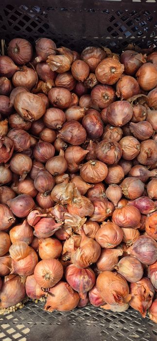 Лук    семейный.