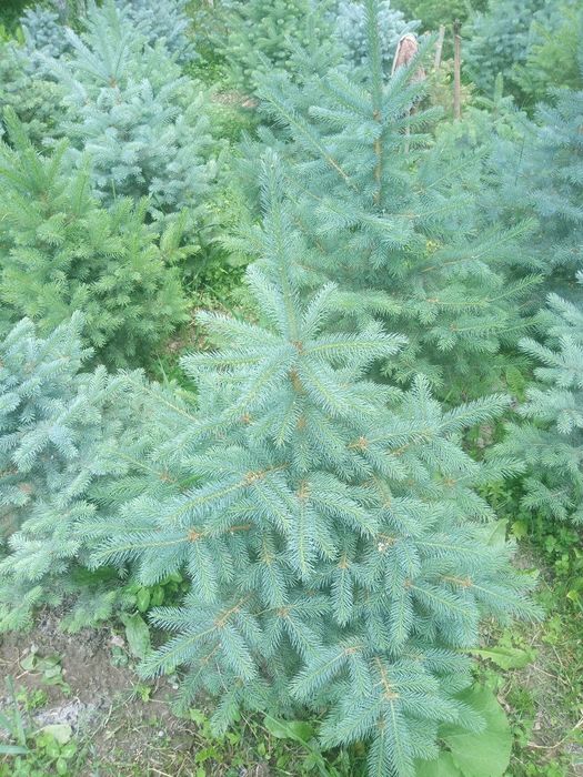 Продаются ёлки/Арчалар сотилади