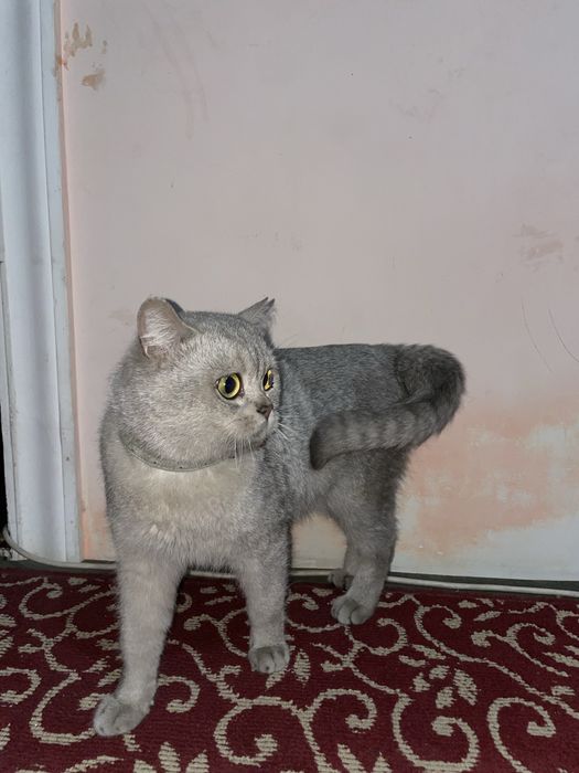 Серебристый шиншила