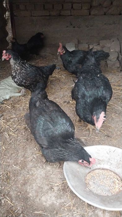 Tovuqlar sotiladi tuxumda