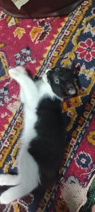 Продаётся котёнок девочка