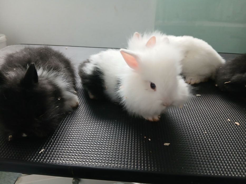 Iepure cap de leu pitic