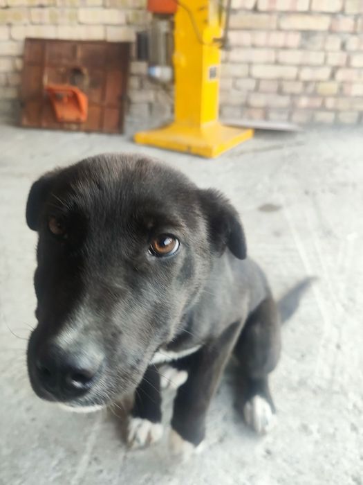 Отдам щенка в хорошие руки