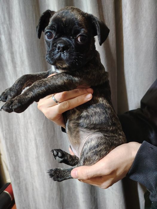 Французский бульдог