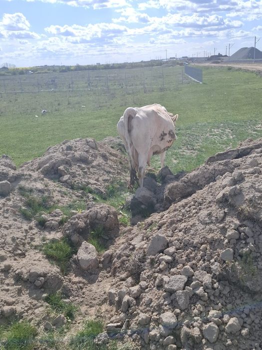 Vând vaca gestantă