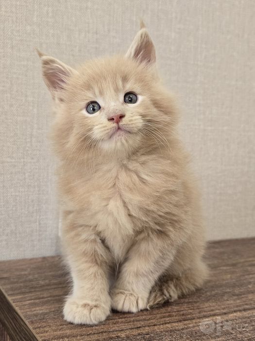 Шикарный мальчик мейн кун