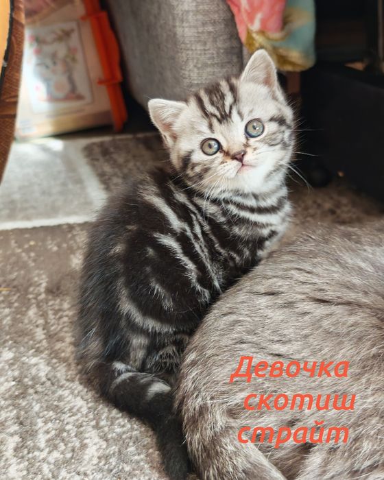 Шотландские котята