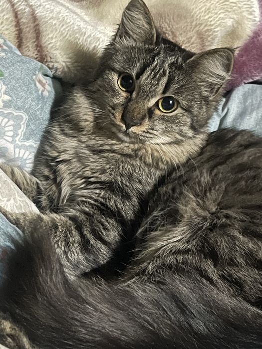 Sibirskiy mushugimiz vyaskaga…