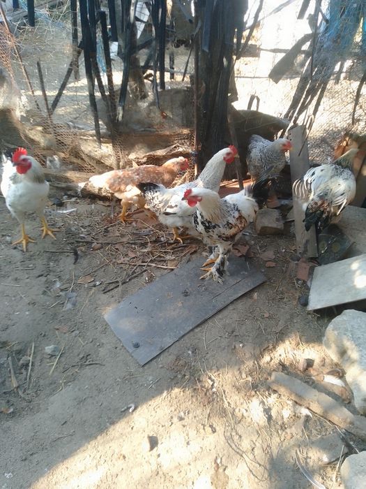 Cocoși și puici,  găini de vânzare