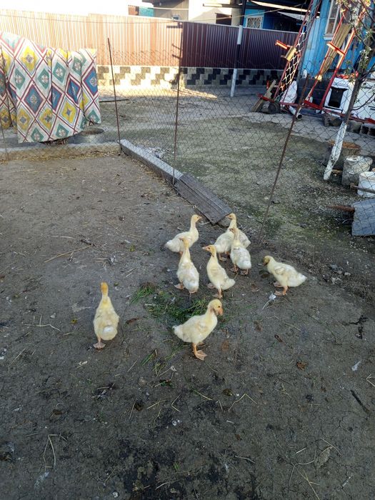 Продаются гусята