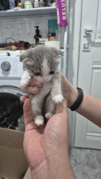 Отдам даром котят