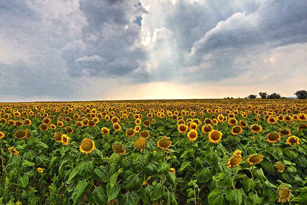 Продава се Парцел в с. Гурмазово, Област София-област - 10000 кв.м за 80 €/кв.м - Снимка #1