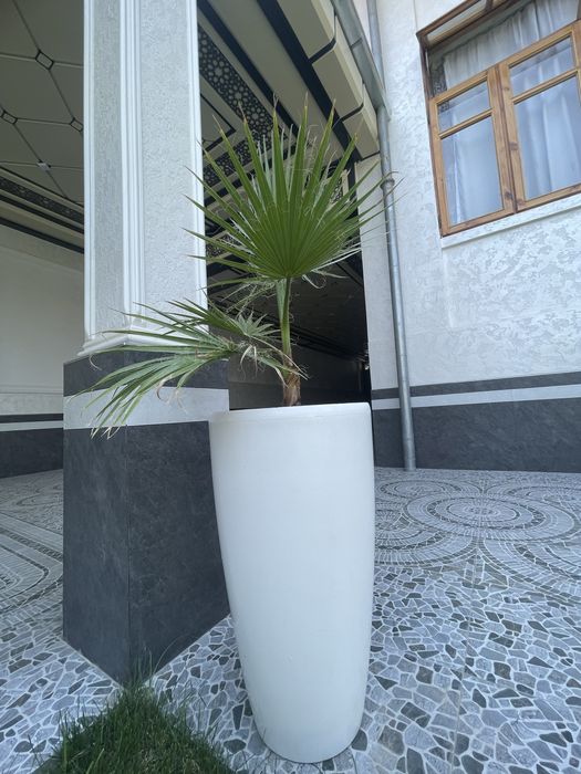 Вашенгтония домашнее ростение