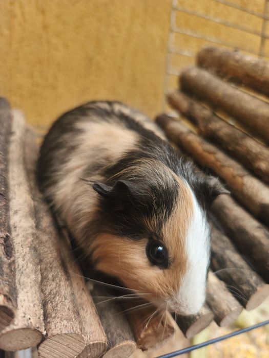 Vând porcușori de Guineea