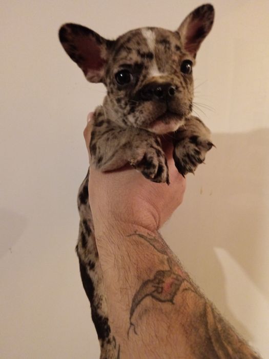 Френски булдог Мерле