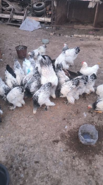 Brama Tovuqlar optim narxlarda  Kelishiladi