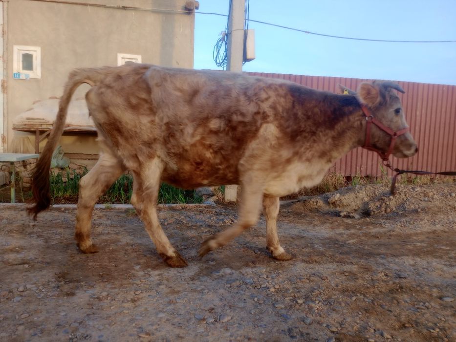 Sigir boqilgan  go‘shtga tayyor