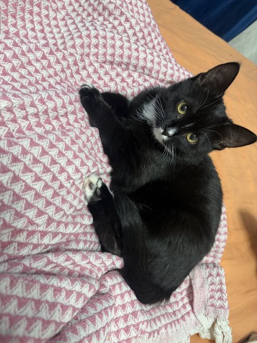 Отдам кошечку в добрые руки