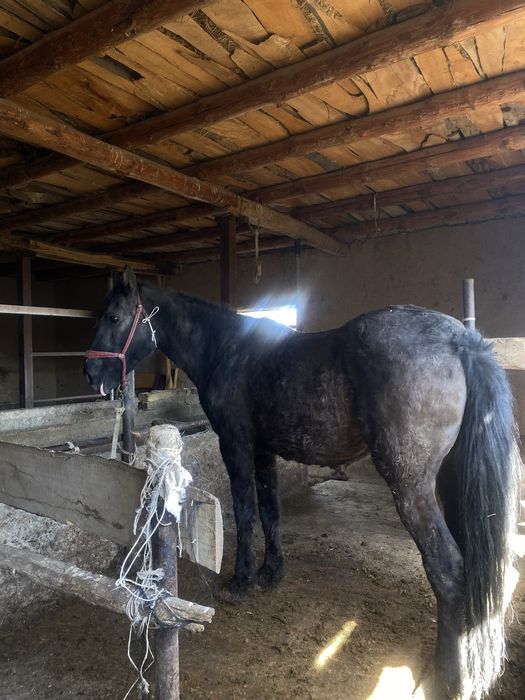 Бие,еты жақсыыыы