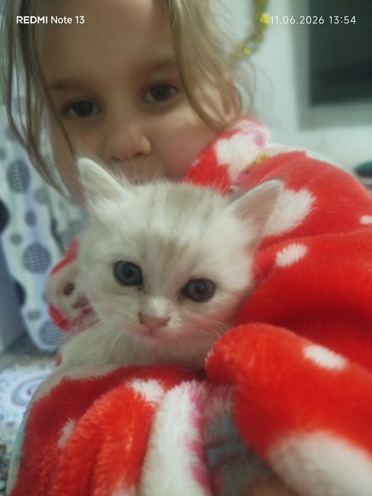 Продается породистые котята