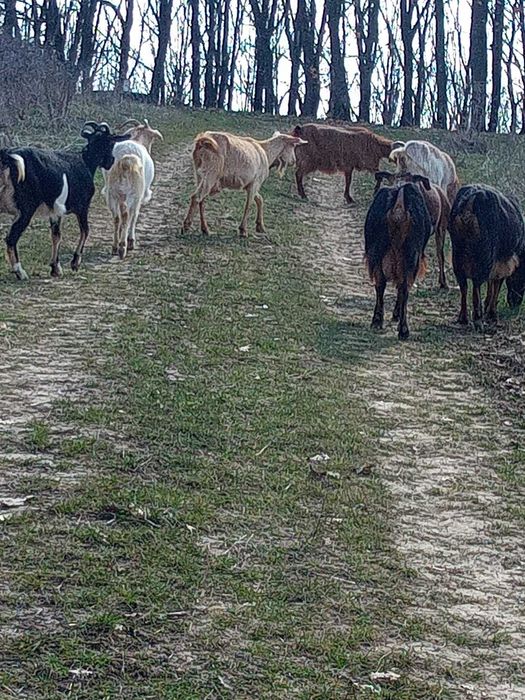 Capre + tap de vanzare
