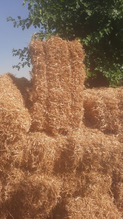 Pres прес  loviyani poyasi fasol фасоль прес