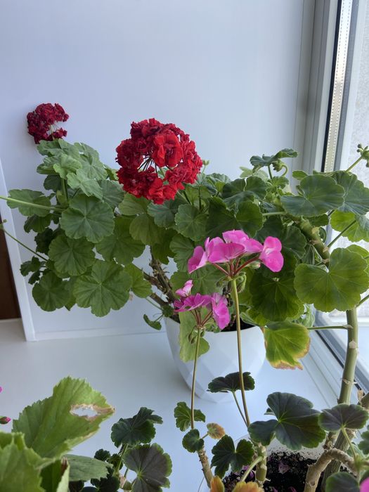 Домашние цветы разные