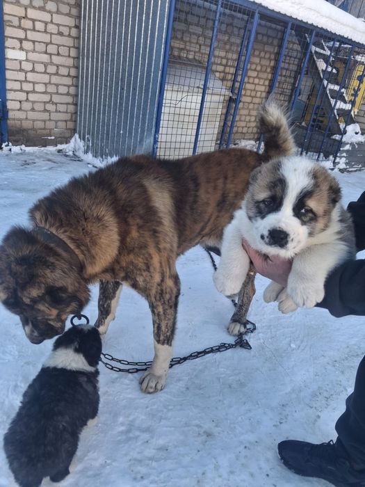 Щенки САО (алабай)