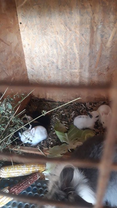 Iepurasi pitici cu ochii albastri la maturitate nu