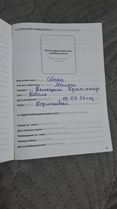 Продам щенка Дратхаара кобеля