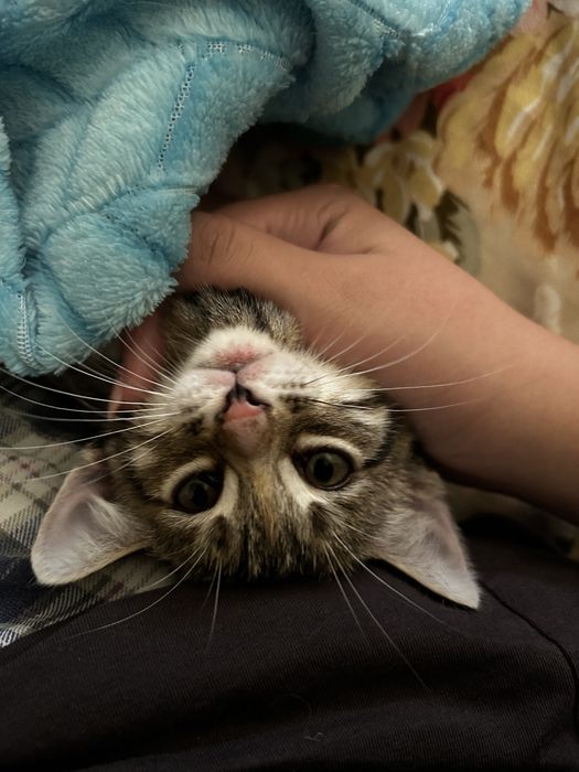 котята