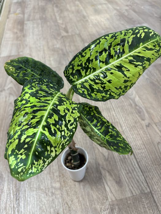 Продам комнатные цветы