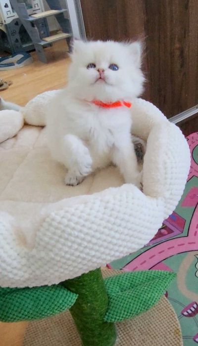 Fetita British Longhair alba cu ochi albastri - linie selecta