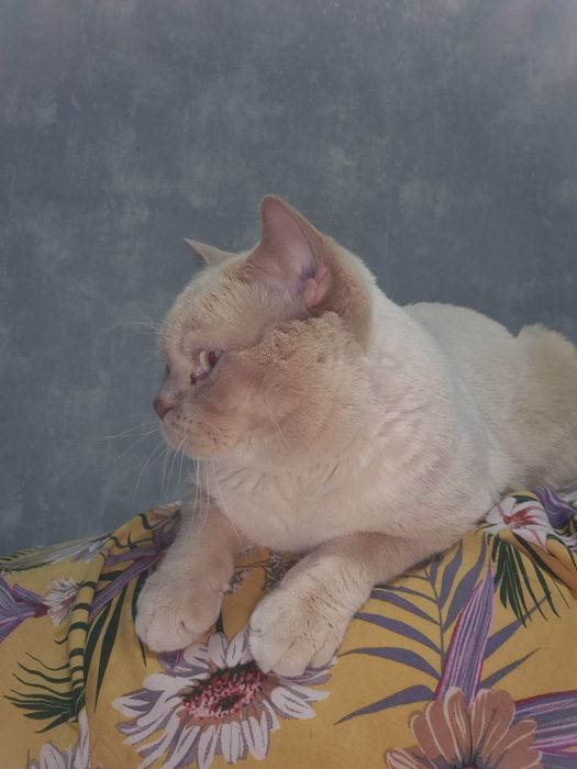 Отдам бесплатно кот