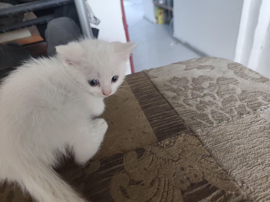 Котята, 2 месяца