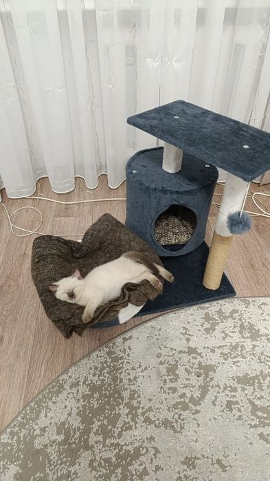 Сиамские котята.