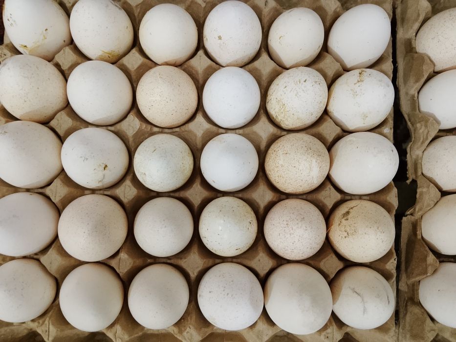 Ундуктер сатылады