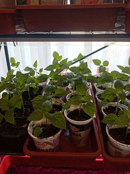 Рассада. Перцев и Баклажан