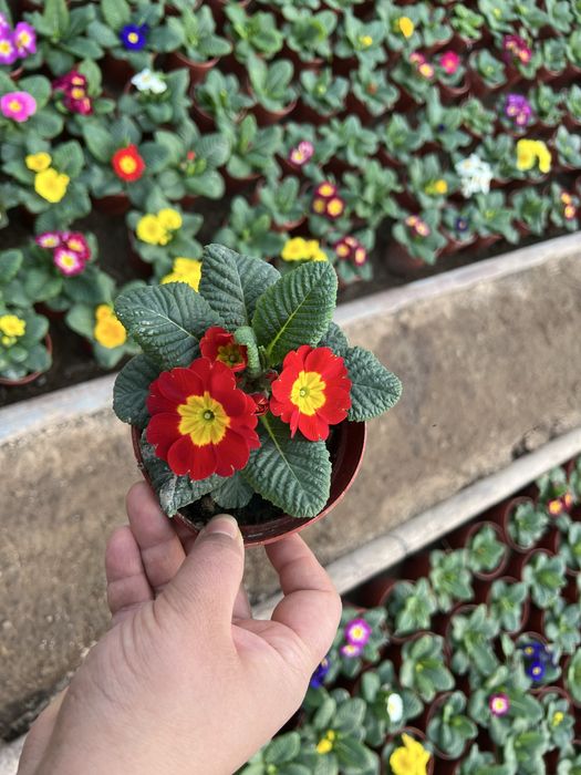 Примула primula mavsumiy gullar