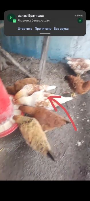 Продам кур ломан Браун