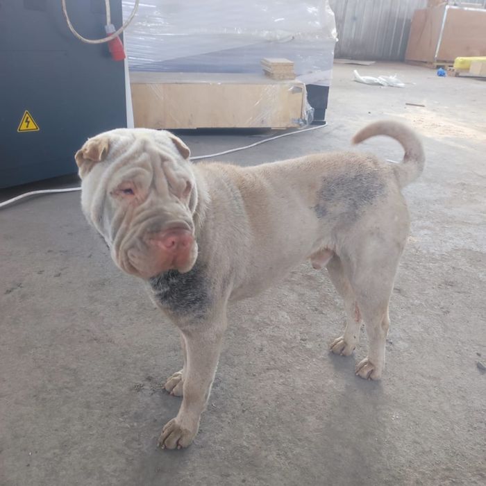 Порода Шарпей продается.