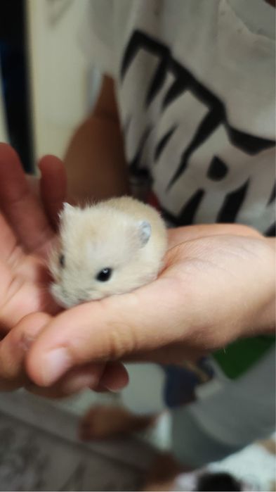 Hamsteri pitici