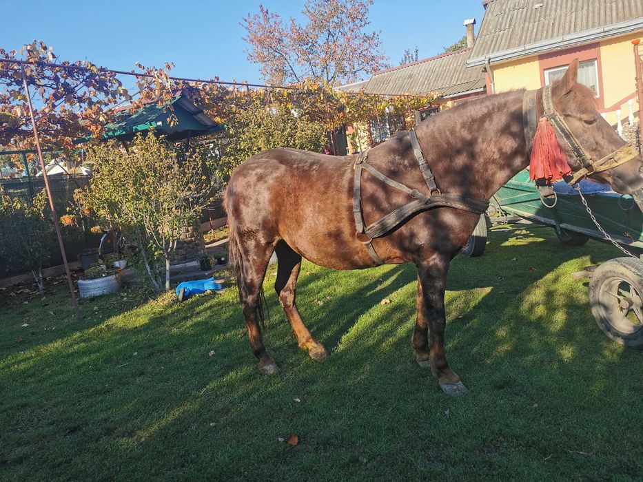 Cal- femela de vanzare