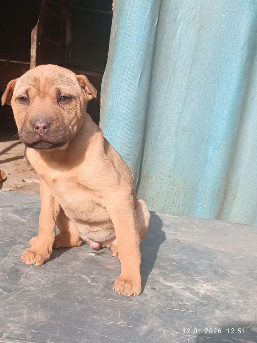 Продаю собак девочки